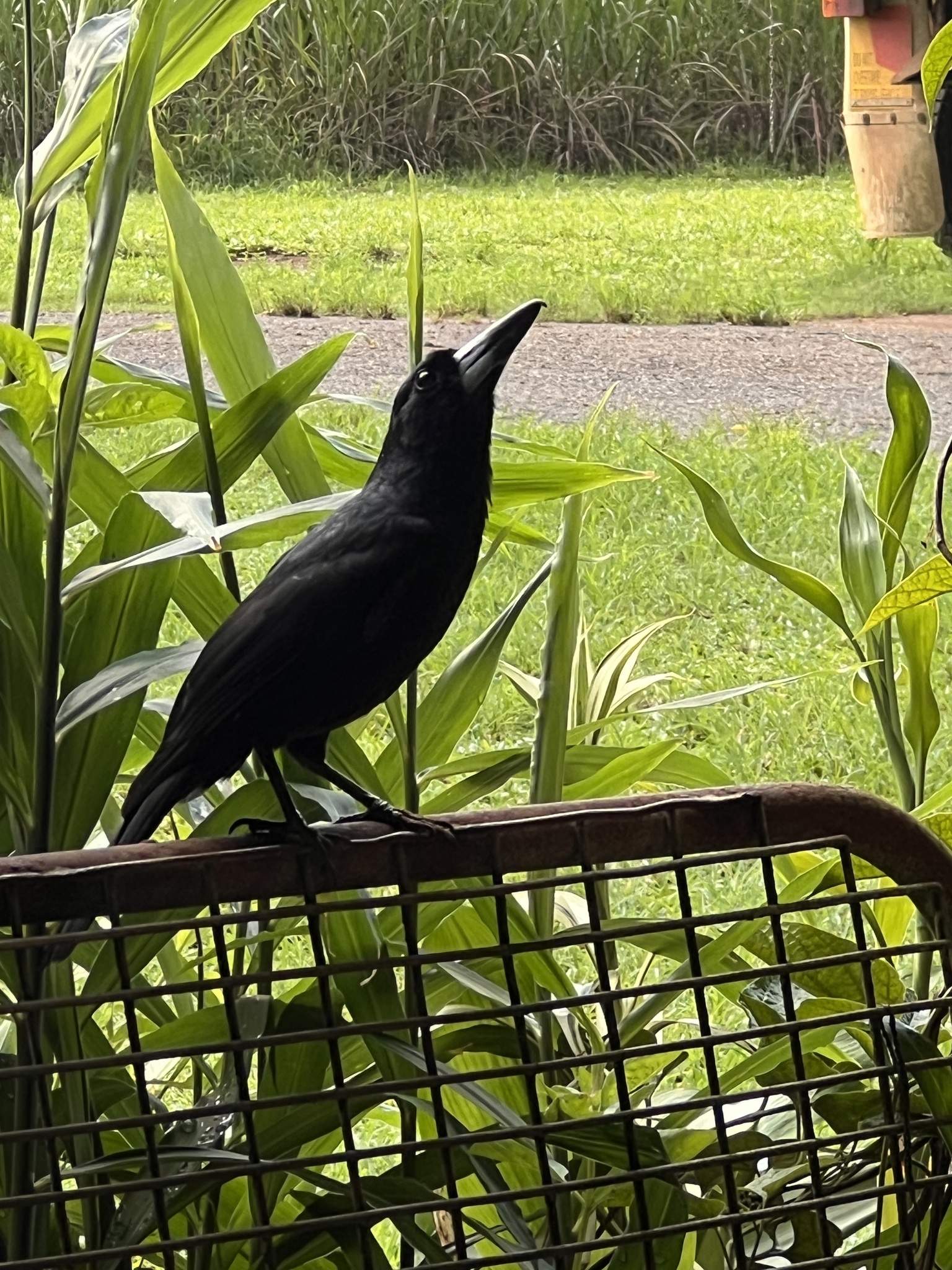 Black Butcherbird (Melloria quoyi), photo 1