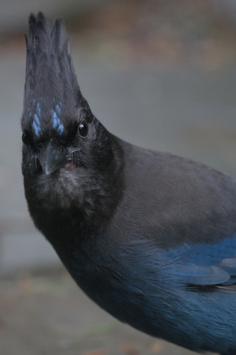 Steller's Jay (Cyanocitta stelleri), photo 2