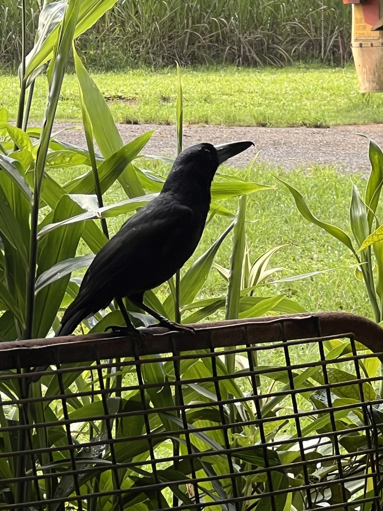 Black Butcherbird (Melloria quoyi), photo 2