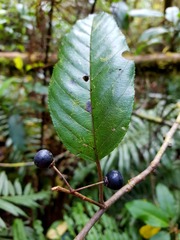 Frangula oreodendron
