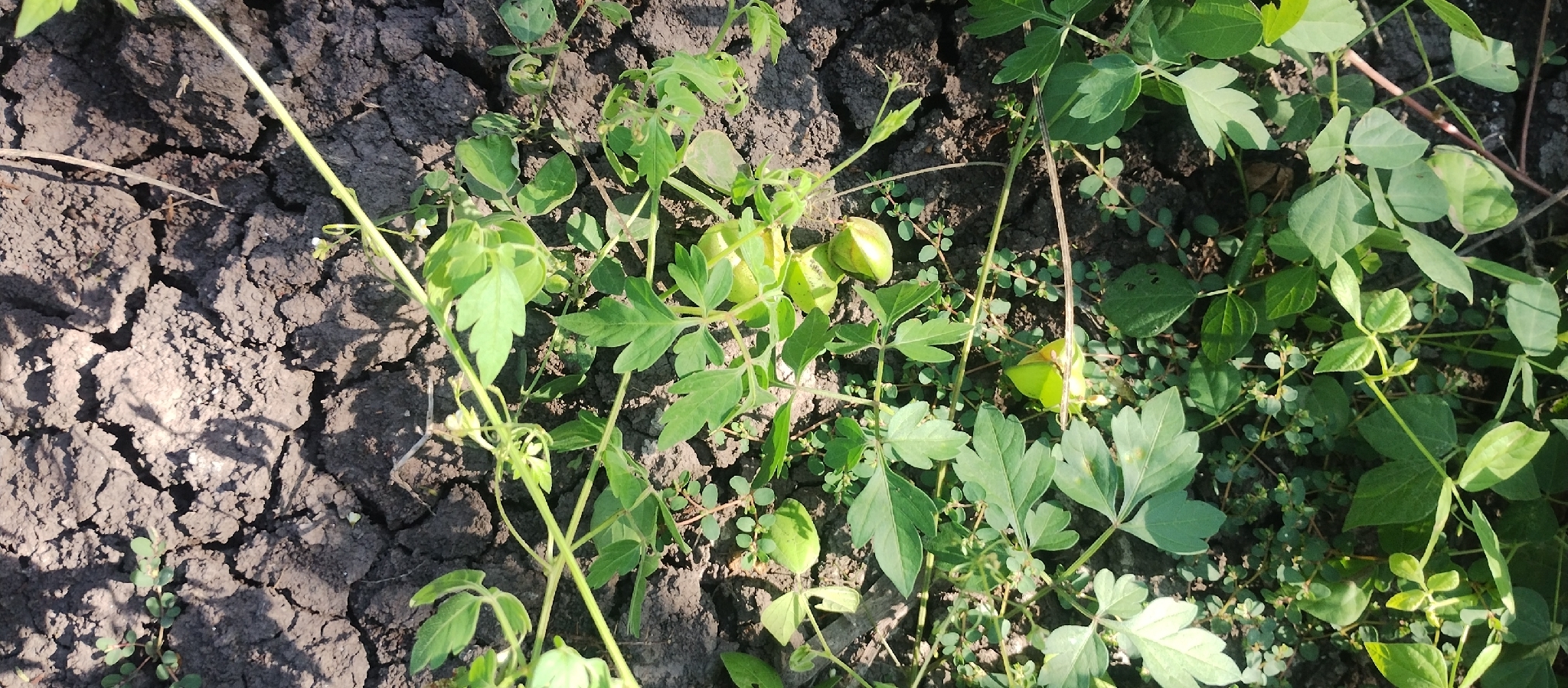 Balloon vine