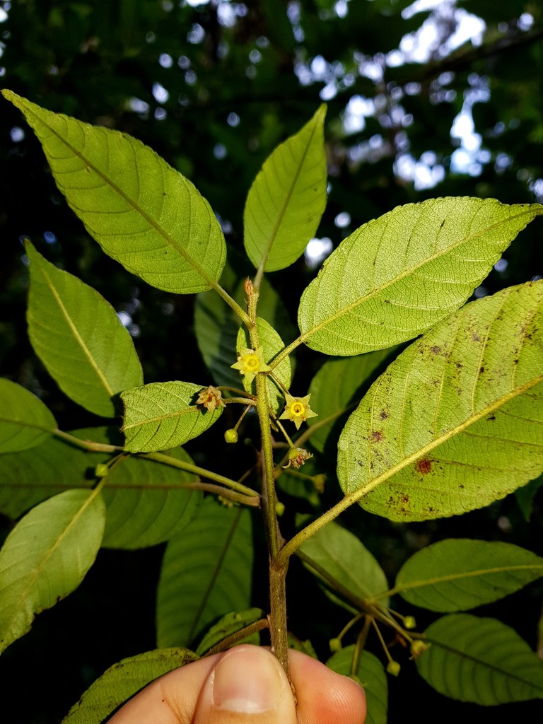 Frangula oreodendron
