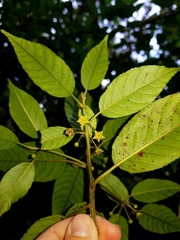 Frangula oreodendron