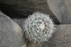 Coryphantha neglecta