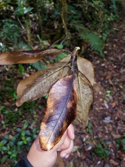 Magnolia sororum