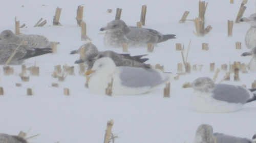 Glaucous Gull (Larus hyperboreus), photo 4