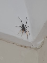 Nyssus jaredwardeni