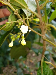 Aegiphila odontophylla