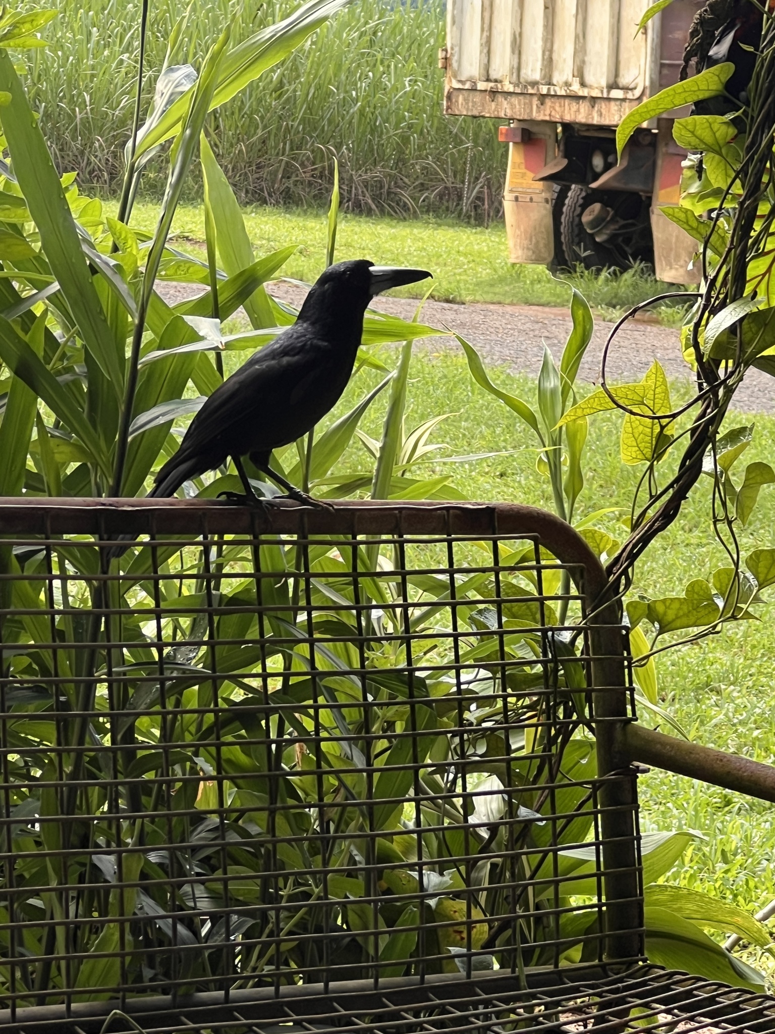 Black Butcherbird (Melloria quoyi), photo 3