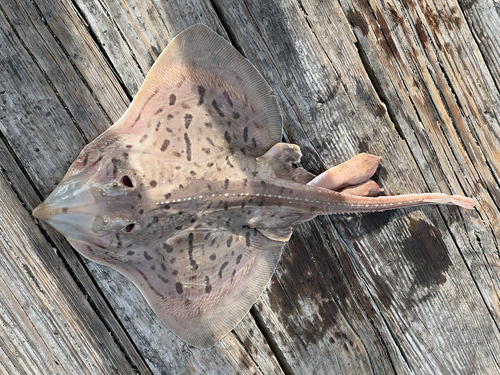 Clearnose skate (Raja eglanteria) — Rajidae — 4
