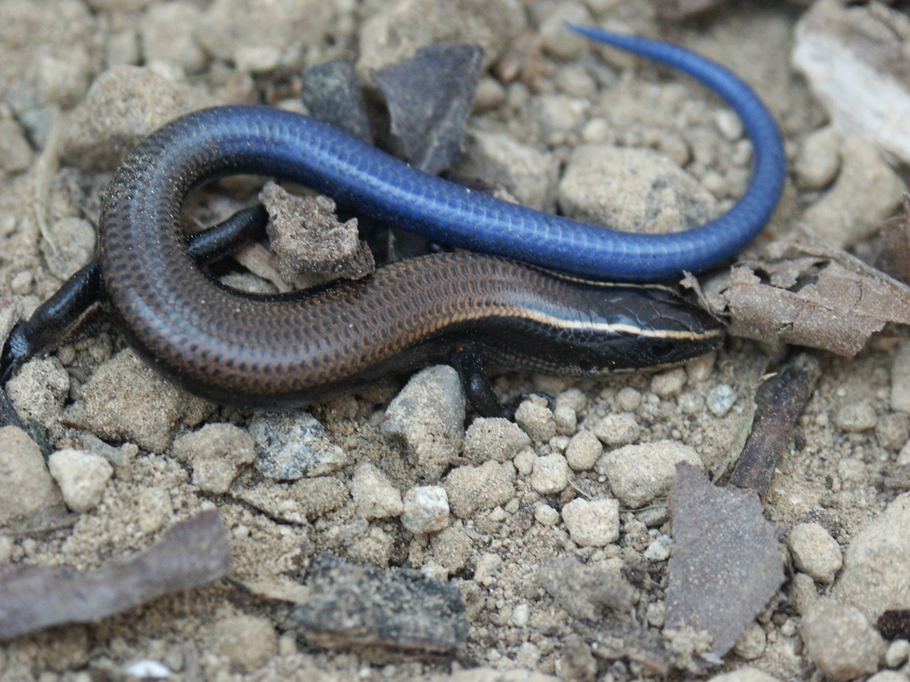 Duges' Skink