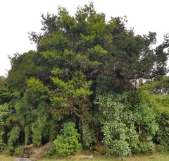 Podocarpus oleifolius