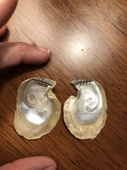 Isognomon perna