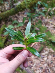 Podocarpus oleifolius