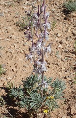 Delphinium wootonii