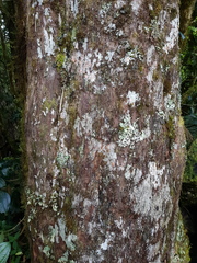 Podocarpus oleifolius