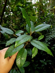 Frangula oreodendron