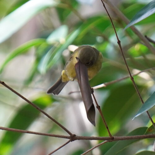 Orange-crowned Warbler (Leiothlypis celata), photo 10