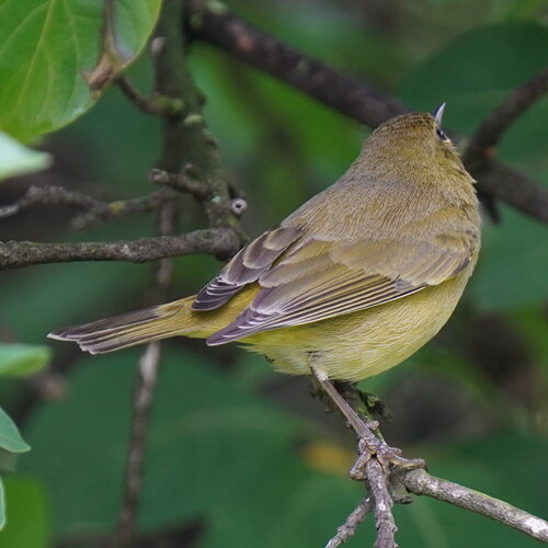 Orange-crowned Warbler (Leiothlypis celata), photo 2