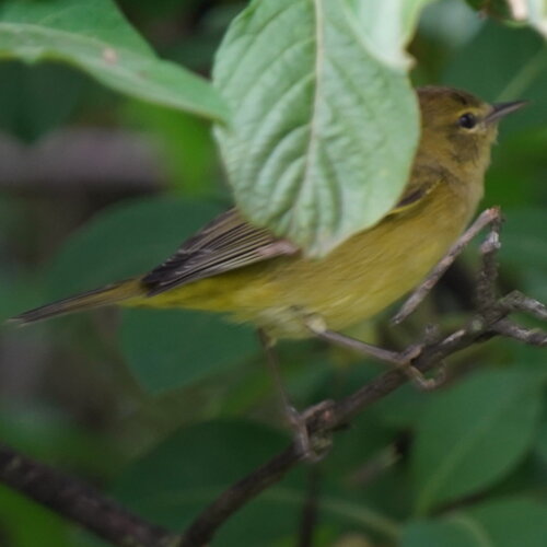 Orange-crowned Warbler (Leiothlypis celata), photo 3