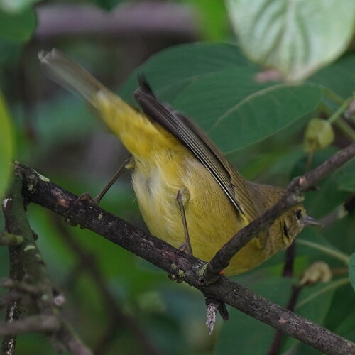 Orange-crowned Warbler (Leiothlypis celata), photo 8
