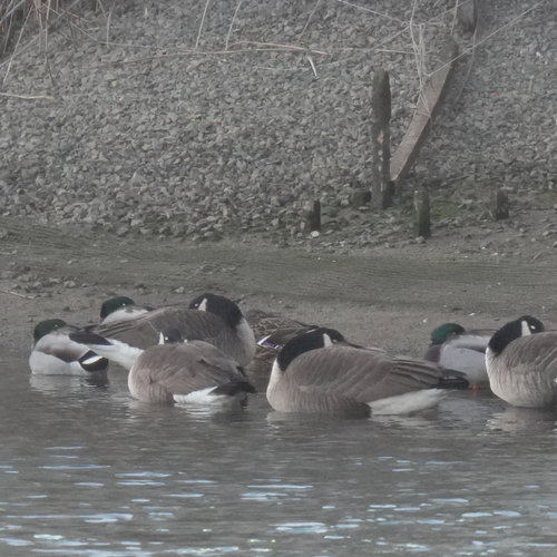 Mallard (Anas platyrhynchos), photo 4