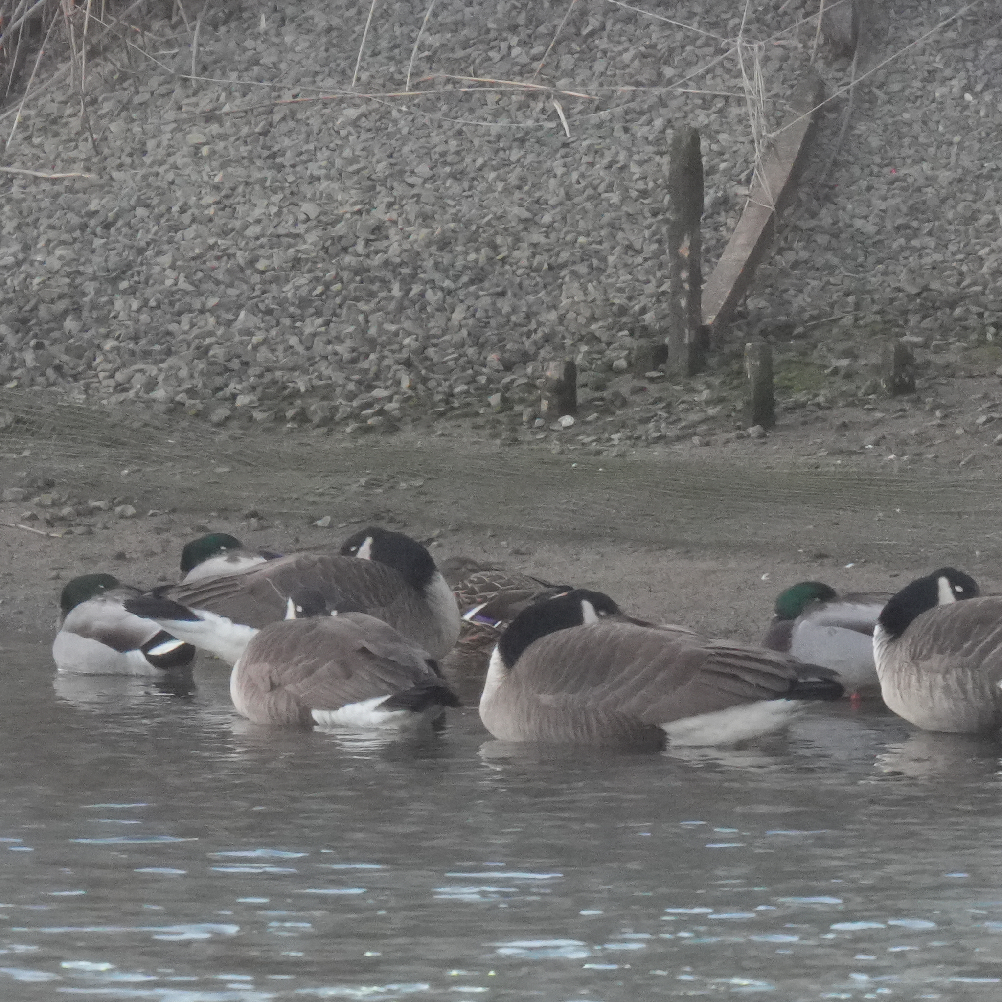 Mallard (Anas platyrhynchos), photo 4