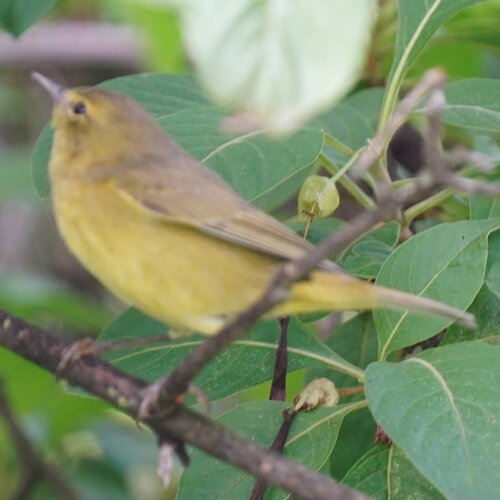 Orange-crowned Warbler (Leiothlypis celata), photo 9