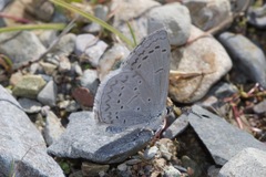 Celastrina echo cinerea
