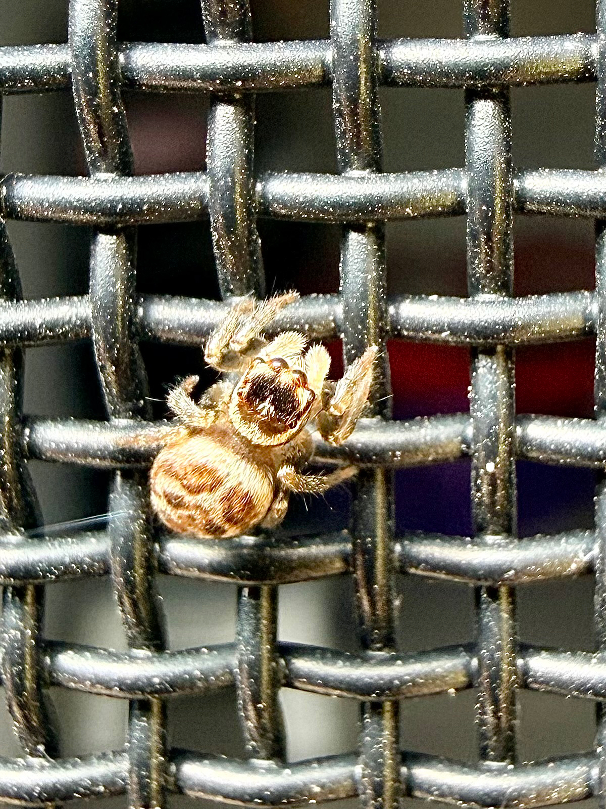 Maratus griseus (Keyserling, 1882)