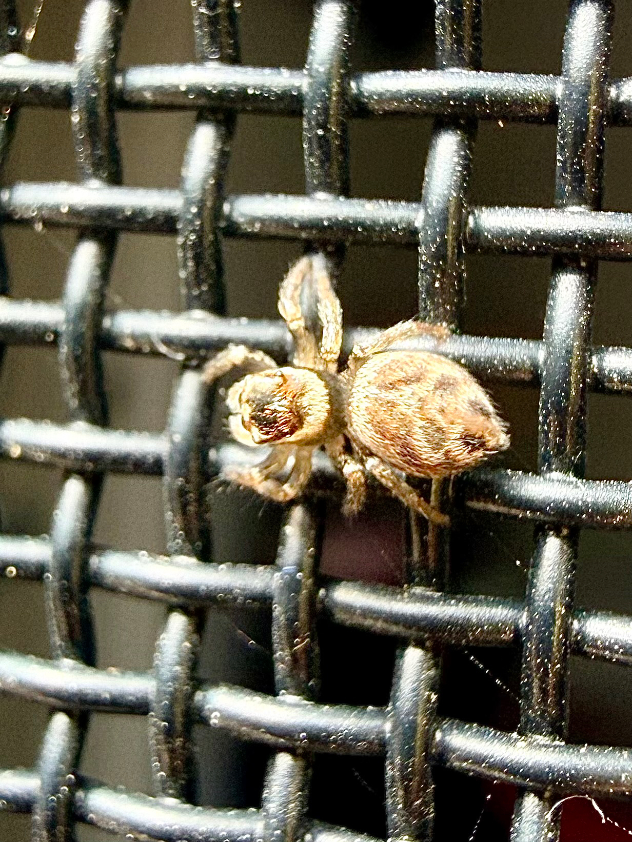 Maratus griseus (Keyserling, 1882)