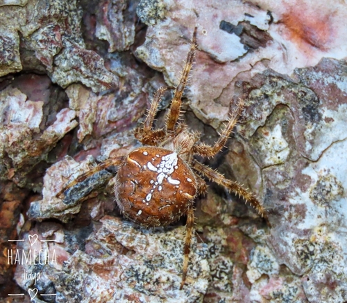 Pale Cross Orbweaver