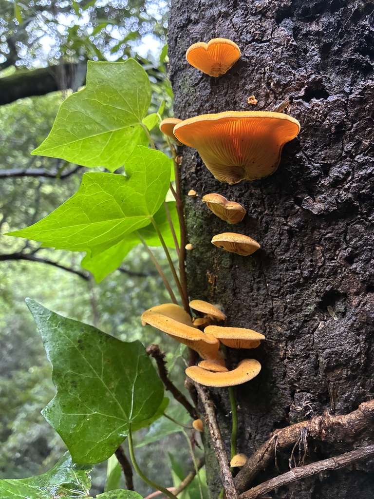 Phyllotopsis nidulans · January 2026 · photo: © sarinda_newell (iNaturalist, cc-by)