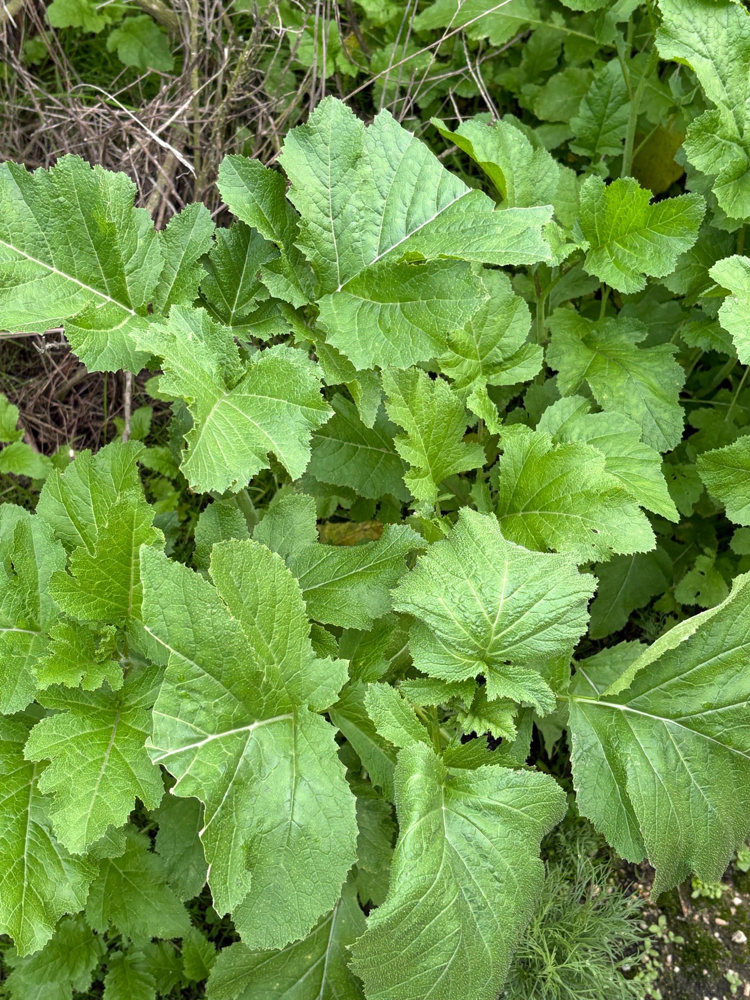 Black mustard