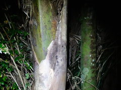 Celatoblatta undulivitta