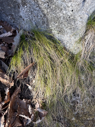 ivory sedge (Carex eburnea)
