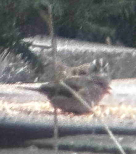 White-crowned Sparrow (Zonotrichia leucophrys), photo 10