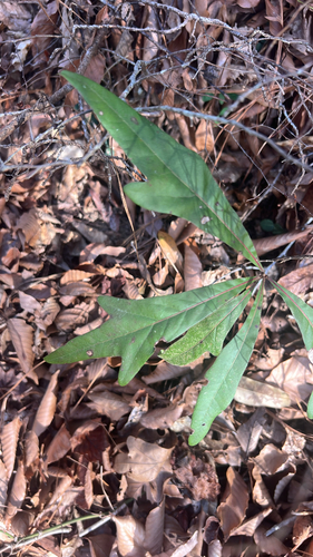Water oak