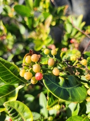 Schinus terebinthifolius, recorded fruiting