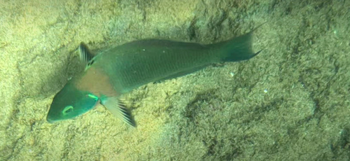 Saddle wrasse (Thalassoma duperrey) — Labridae