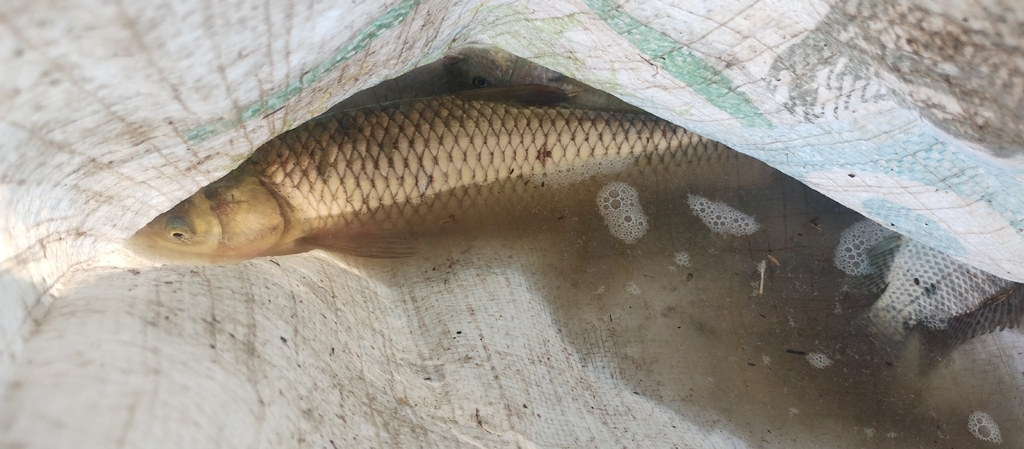 Grass carp (Ctenopharyngodon idella) — Cyprinidae