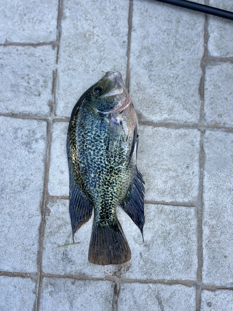 Redhead cichlid (Vieja melanura) — Cichlidae