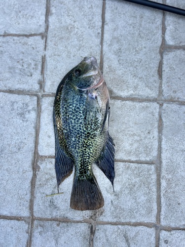 Redhead cichlid (Vieja melanura) — Cichlidae