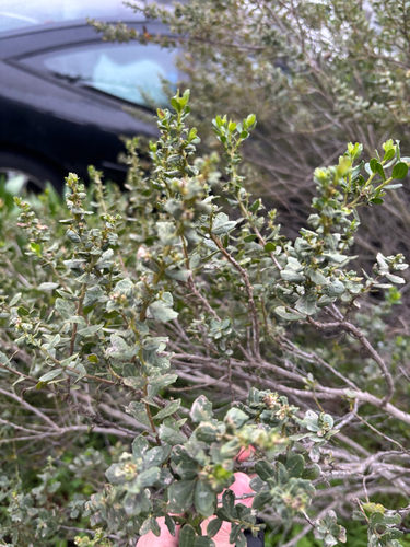 Ein weiteres Foto von Coyote brush