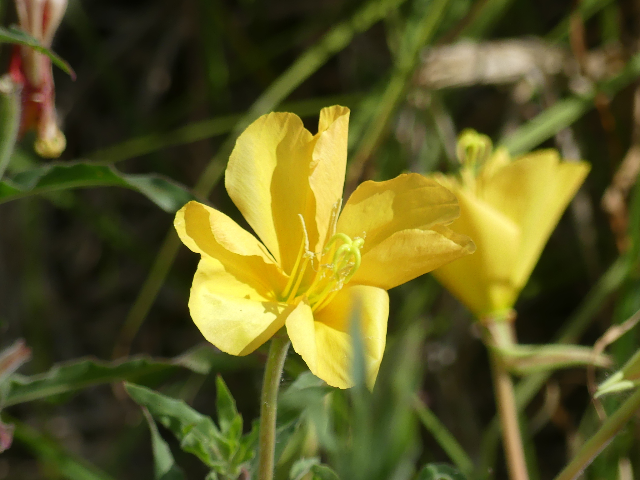 Evening primrose