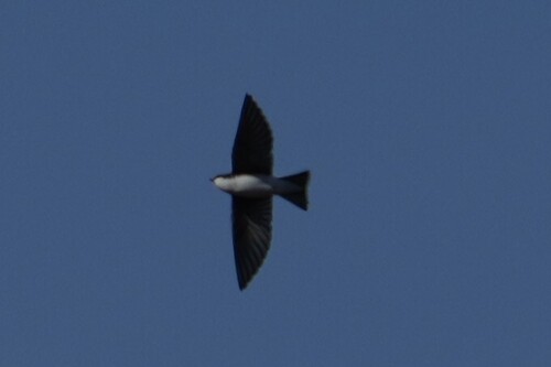 Tree Swallow (Tachycineta bicolor), photo 3