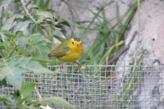 Cardellina pusilla