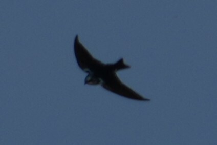 Tree Swallow (Tachycineta bicolor), photo 2