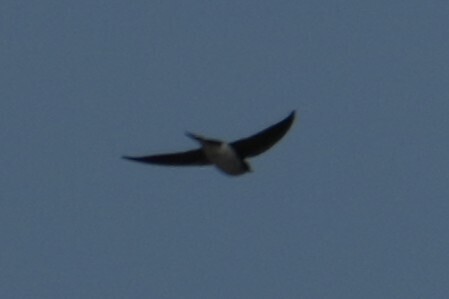 Tree Swallow (Tachycineta bicolor), photo 10