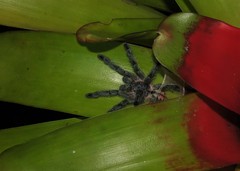 Pachistopelma rufonigrum